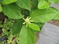 Athen Sweet Shrub / Calycanthus floridus 